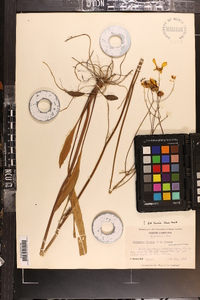 Coreopsis falcata image