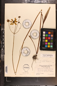 Coreopsis falcata image