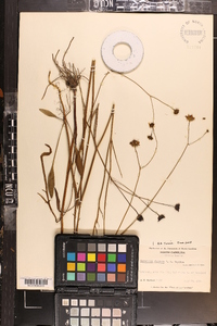 Coreopsis falcata image