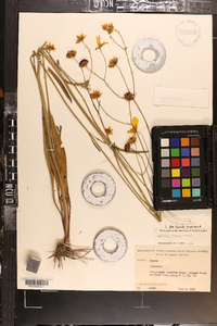 Coreopsis falcata image