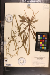 Coreopsis falcata image