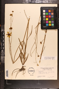 Coreopsis falcata image