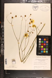 Coreopsis falcata image