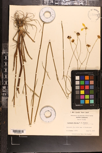 Coreopsis falcata image