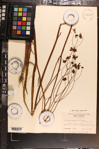 Coreopsis falcata image