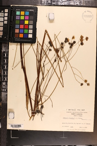 Coreopsis falcata image