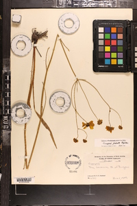 Coreopsis falcata image