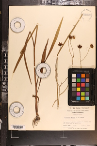 Coreopsis falcata image