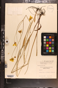 Coreopsis falcata image