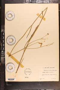 Coreopsis falcata image