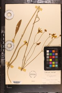 Coreopsis falcata image