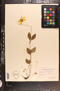 Coreopsis auriculata image