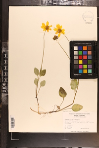 Coreopsis auriculata image