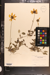 Coreopsis auriculata image