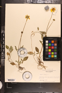 Coreopsis auriculata image