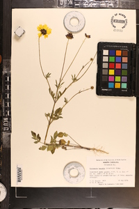 Coreopsis basalis image