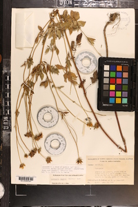 Coreopsis basalis image