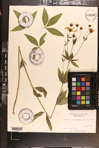 Coreopsis major image