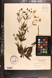 Coreopsis major image