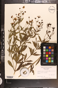 Coreopsis major image