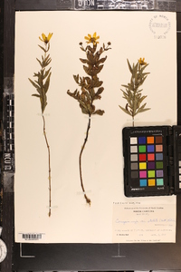 Coreopsis major image