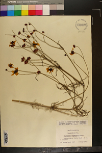 Coreopsis tinctoria var. tinctoria image