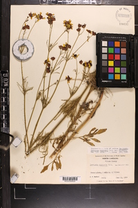 Coreopsis tinctoria image