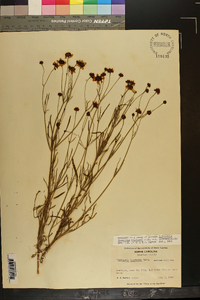 Coreopsis tinctoria var. tinctoria image