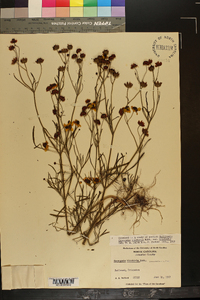 Coreopsis tinctoria var. tinctoria image