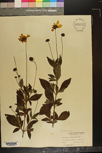 Coreopsis pubescens image