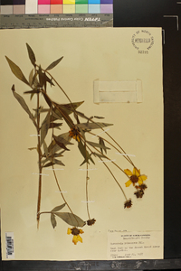 Coreopsis pubescens image