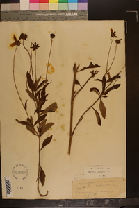 Coreopsis pubescens image