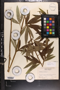 Coreopsis tripteris image