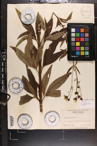 Coreopsis tripteris image