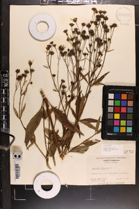 Coreopsis tripteris image