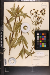 Coreopsis tripteris image