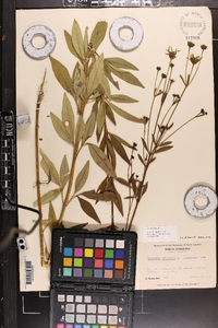 Coreopsis tripteris image