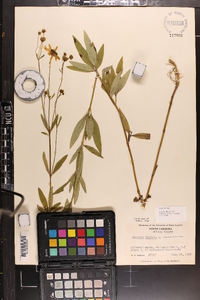 Coreopsis tripteris image