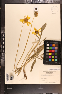 Coreopsis lanceolata image