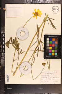 Coreopsis lanceolata image