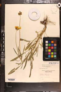 Coreopsis lanceolata image