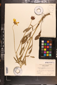 Coreopsis lanceolata image