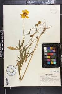 Coreopsis lanceolata image