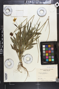 Coreopsis lanceolata image