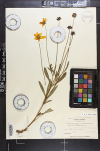 Coreopsis lanceolata image