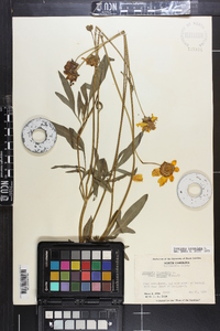 Coreopsis lanceolata image