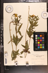 Coreopsis major image