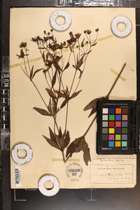 Coreopsis major image