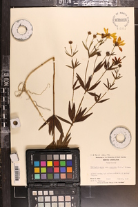 Coreopsis major image