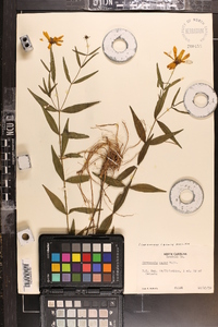 Coreopsis major image